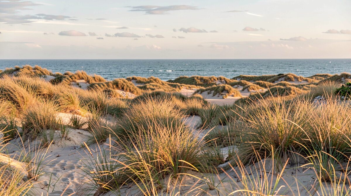Weite Dünenlandschaft am Kap Flyvesandet bei Agernæs im Norden Fünens, im Vordergrund Sand mit Strandhafer, im Hintergrund die offene Ostsee unter weichem Nachmittagslicht, weiter Blick, niedriger Horizont.